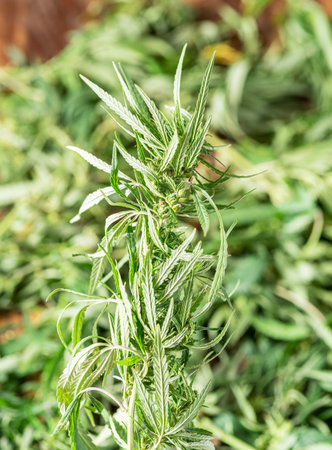 Raceme top of cannabis plant close up and nature background.