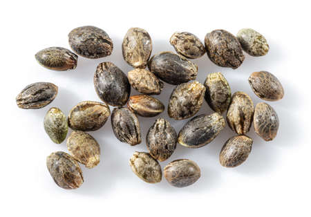 Cannabis seeds isolated on white background. Close up.の写真素材