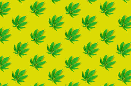 Pattern of young cannabis leaves arranged on the yellow background. Top view.の写真素材