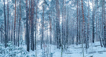 Leafless trees covered with snow. Beautiful winter background.の写真素材