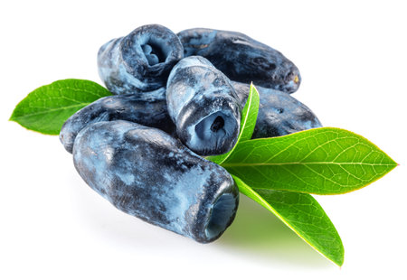 Ripe honeysuckle berries with leaves on white background.の写真素材