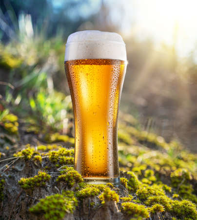 Cold glass of beer with white foam and gas bubbles inside. Nature background.の写真素材