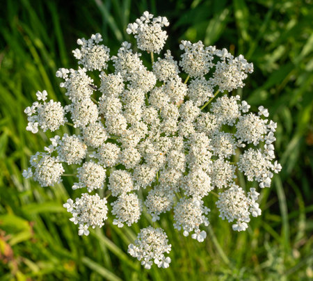 Carrot plant in blossom. Nature background.
