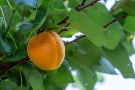 Ripe apricot fruit between green foliage of apricot tree.の写真素材