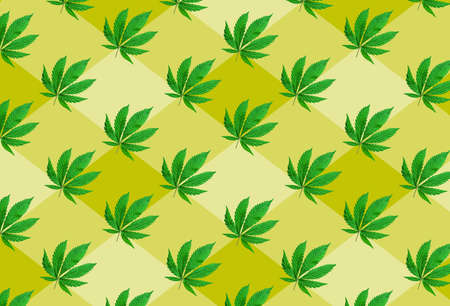 Pattern of young cannabis leaves arranged on the yellow background. Top view.の写真素材