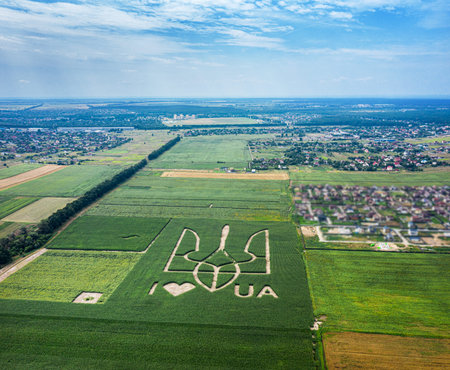 Giant symbol of the country of Ukraine is a trident created by corn sprouts in a corn field. View...