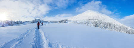 Panoramic landscape of a snowy forest in the mountains on a sunny winter day whis. Ukrainian Carpathians, near Mount Petros, there is group of tourists.の写真素材