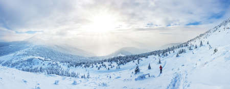 Panoramic landscape of a snowy forest in the mountains on a sunny winter day whis. Ukrainian Carpathians, near Mount Petros, there is one tourist.の写真素材