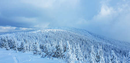 Panoramic landscape of a snowy forest in the mountains on a sunny winter day. Ukrainian Carpathians, near Mount Petros.の写真素材