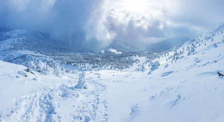 Panoramic landscape of a snowy forest in the mountains on a sunny winter day. Ukrainian Carpathians, near Mount Petros.の写真素材