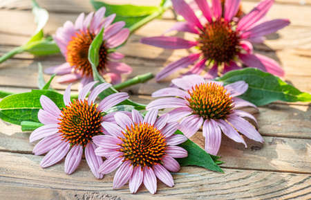 Blooming coneflower heads or echinacea flower on wooden background close-up.の写真素材