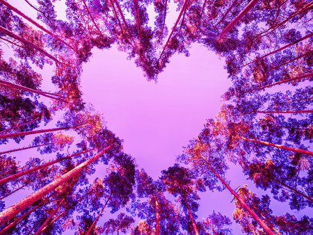 Pine trees in the forest form a heart shape their branches against a pink sky, a perspective view from the bottom up. Valentine's day concept. The effect of burnt-out photographic film.の写真素材