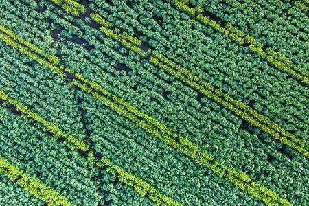 Panoramic view of sunflower field. Top view of sunflower heads. Picture is taken by drone.
