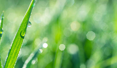 Sparkling dew drop on the green grass leaf close-up. Purity and freshness concept. Blurred gren nature background.の写真素材