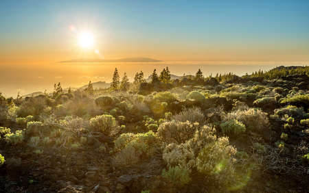 Flora of Teide National Park and La Gomera Island in the sunset at the background. Tenerife Island.の写真素材