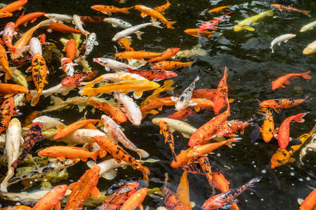 Lot of colorful asian carps swimming in the water.の写真素材