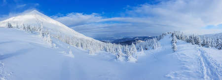 Panoramic landscape of a snowy forest in the mountains on a sunny winter day. Ukrainian Carpathians, near Mount Petros.の写真素材