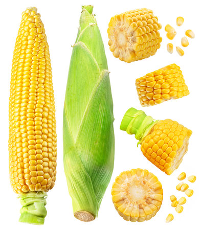 Maize cob or corn cob and corn seeds close up. File contains clipping path.の写真素材