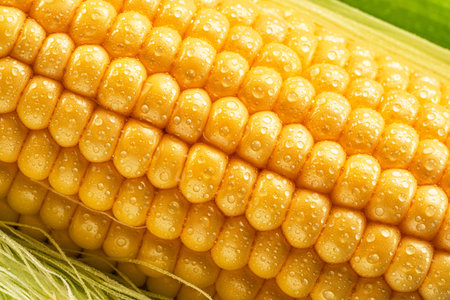 Maize seeds in corn cob covered with small water drops. macro shot.