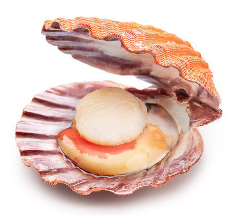 Fresh live opened scallop with scallop roe or coral close up. File contains clipping path.