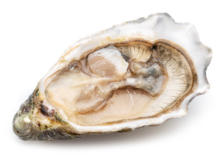 Opened raw oyster isolated on white background. Delicacy food.の写真素材