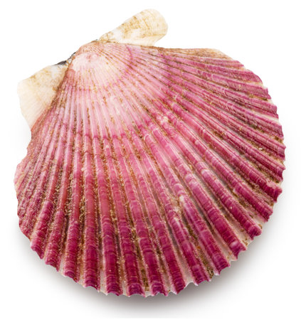 Closed scallop bivalve mollusk close up.の写真素材
