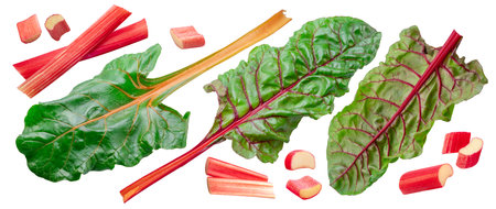 Set of red rhubarb cuts and leaves isolated on white background.の写真素材
