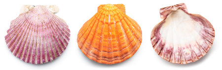 Set of three scallop shells top view.の写真素材