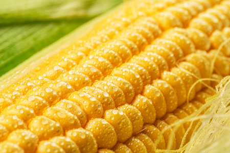 Maize cob or corn cob and maize corn silk close up. macro shot.の写真素材