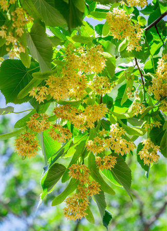 Linden flowers between abundant foliage leaves. Lime tree or tilia tree in blossom. Blue sky at the...