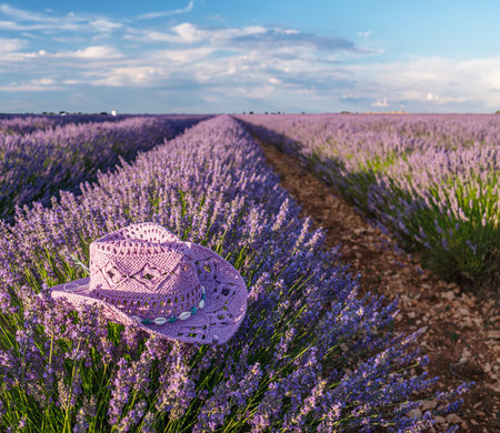 Violet sun hat over lavender bush in the lavender field in blossom. Brihuega, Spain.の写真素材