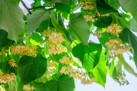 Linden flowers between abundant foliage leaves. Lime tree or tilia tree in blossom. Summer nature background.の写真素材
