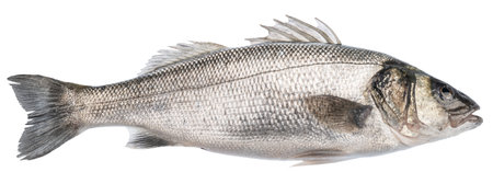 Sea bass, one raw fish isolated on white background. File contains clipping path.の写真素材