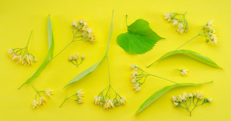 Collection of linden flowers, linden bracts and leaves isolated on yellow background.の写真素材