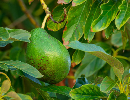 Ripe avocado fruits on the branches of an avocado tree on a sunny summer day.