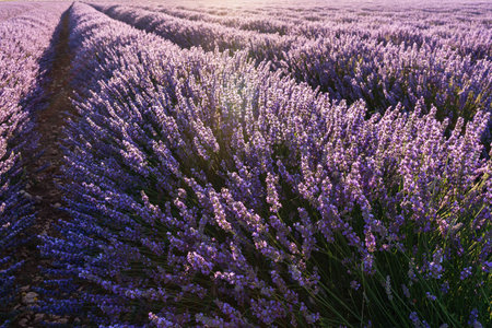 Lavender field in blossom. Rows of lavender bushes closeup. Brihuega, Spain.の写真素材