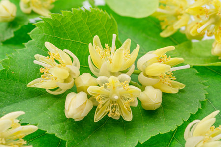 Linden flowers over linden leaves closeup.の写真素材
