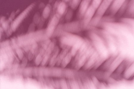 Blurred shadow of tropical palm leaves on pink wall background. Summer concept.の写真素材
