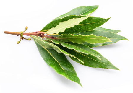 Bunch of green fresh bay leaves isolated on white background. Bay leaves herbs background.の写真素材