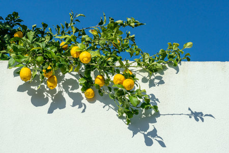Ripe lemon fruits on lemon branch, blue sky and white wall of the building at the background.