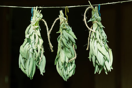Bunch of green sage leaves drying on air. Herbs for medicine, aromatherapy and fumigation.の写真素材