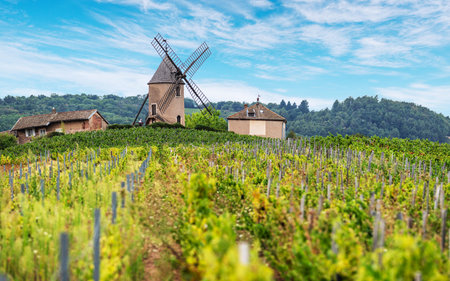 Vineyard or yard of vines and the eponymous windmill of famous French red wine at the background. RomanÃ¨che-Thorins, France.の写真素材