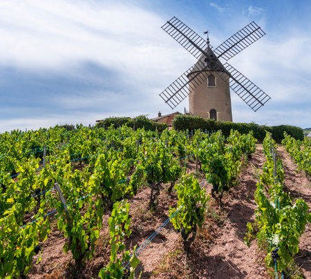 Vineyard or yard of vines and the eponymous windmill of famous French red wine at the background. RomanÃ¨che-Thorins, France.の写真素材