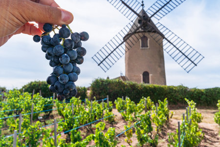 Wine grapes cluster in man hand close up. Vineyard and windmill are at the background. RomanÃ¨che-Thorins, France.の写真素材