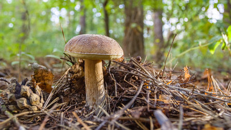 Porcini mushrooms among fallen leaves in the forest. Close-up.