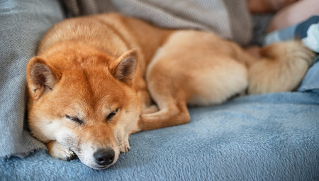 A Shiba Inu dog sleeps next to its owner on the sofa. Close-up.の写真素材