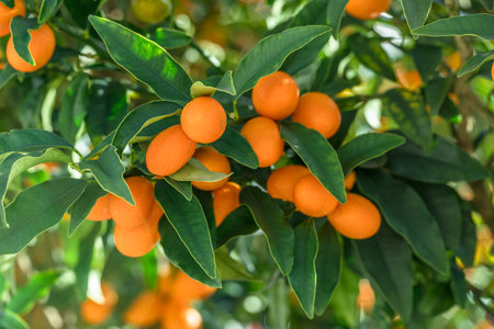 Kumquat branch completely covered with ripe kumquat fruits close up.の写真素材