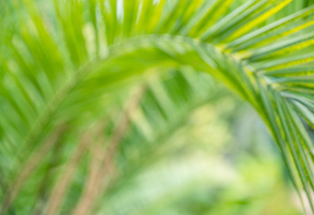 Bokeh green palm leaf. Light green tropical summer pattern or background.の写真素材