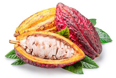 Cocoa fruits or cocoa pods and green leaves isolated on white background.の写真素材