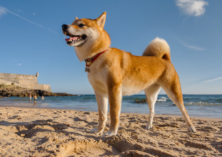Shiba Inu dog walks along the sandy, sunny summer ocean coast.の写真素材